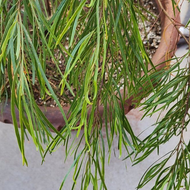 Photo of the plant species bower wattle by @RadPonytailpalm named Wall-E on Greg, the plant care app
