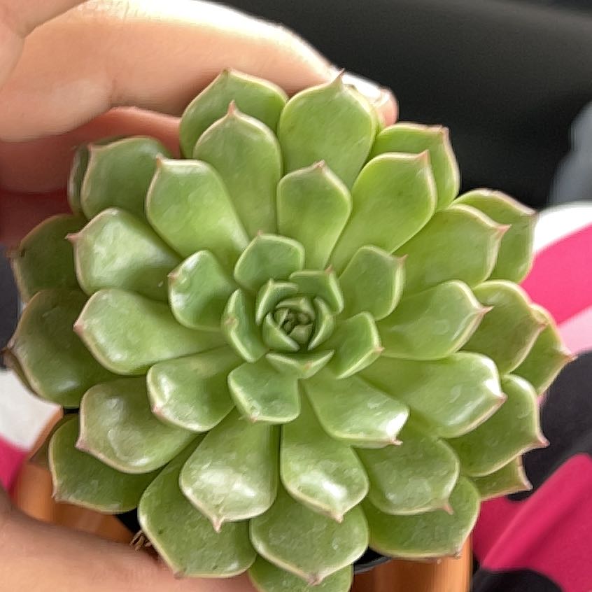 Photo of the plant species Graptoveria Hybrid 'Olivia' by @AnewDragonstail named Olivia on Greg, the plant care app