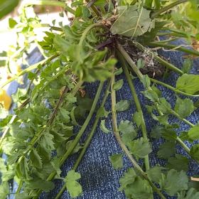 Photo of the plant species Narrowleaf Bittercress by @MoneyedStaraloe named Peter Parker on Greg, the plant care app