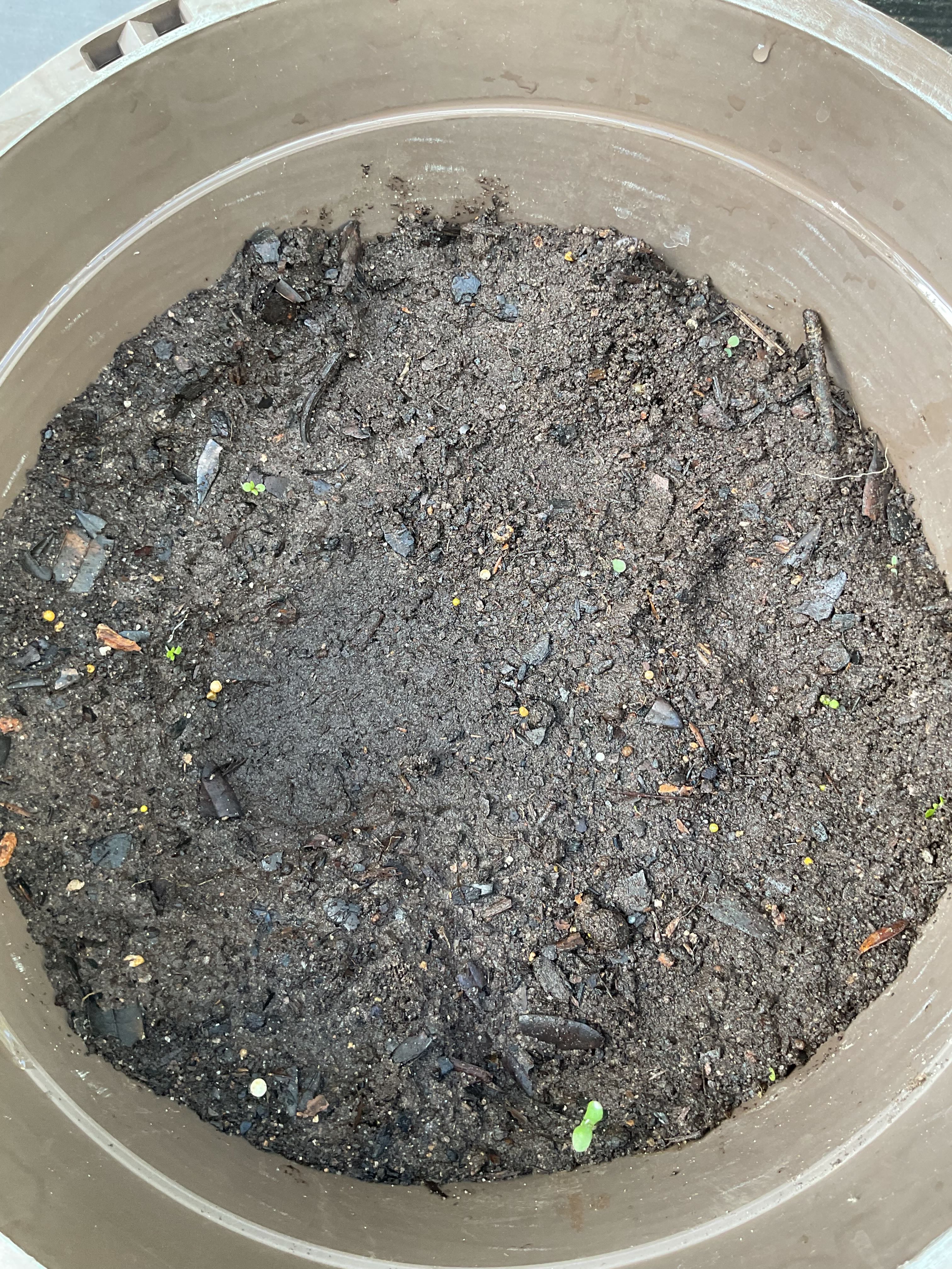 🌸 Where Can Goodwin Creek Lavender Grow? Zones 7a9b