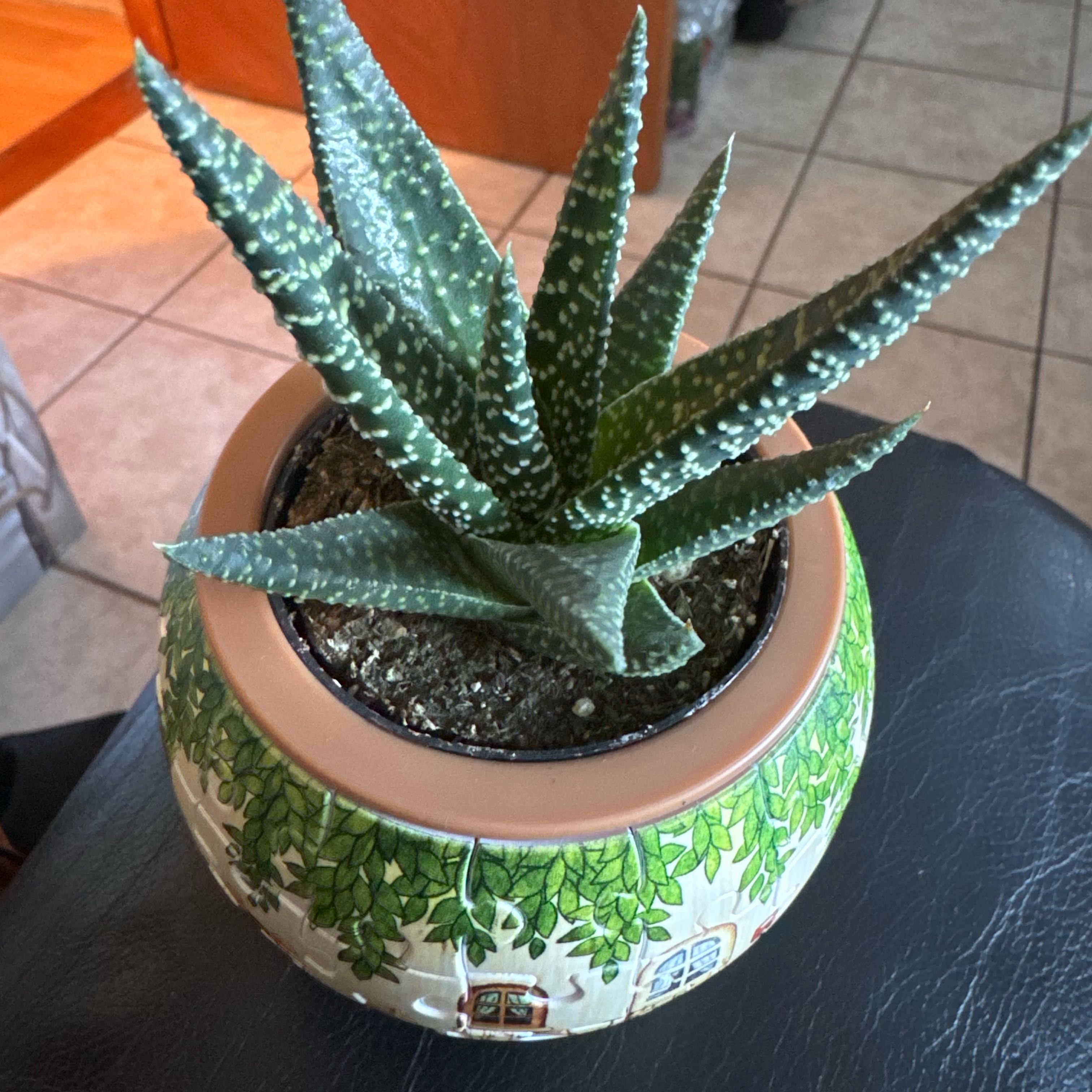 Photo of the plant species Gasteria 'Okavango' by @WittyCowslip17 named Zeus on Greg, the plant care app