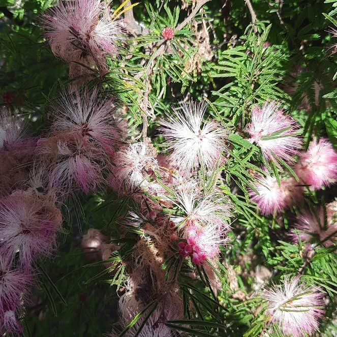 Photo of the plant species Fairy Duster by @IntenseSunburst named Baesil on Greg, the plant care app