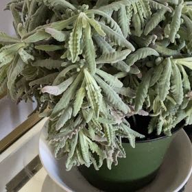 Photo of the plant species Goodwin Creek Lavender by @MatureClusia named Forrest on Greg, the plant care app