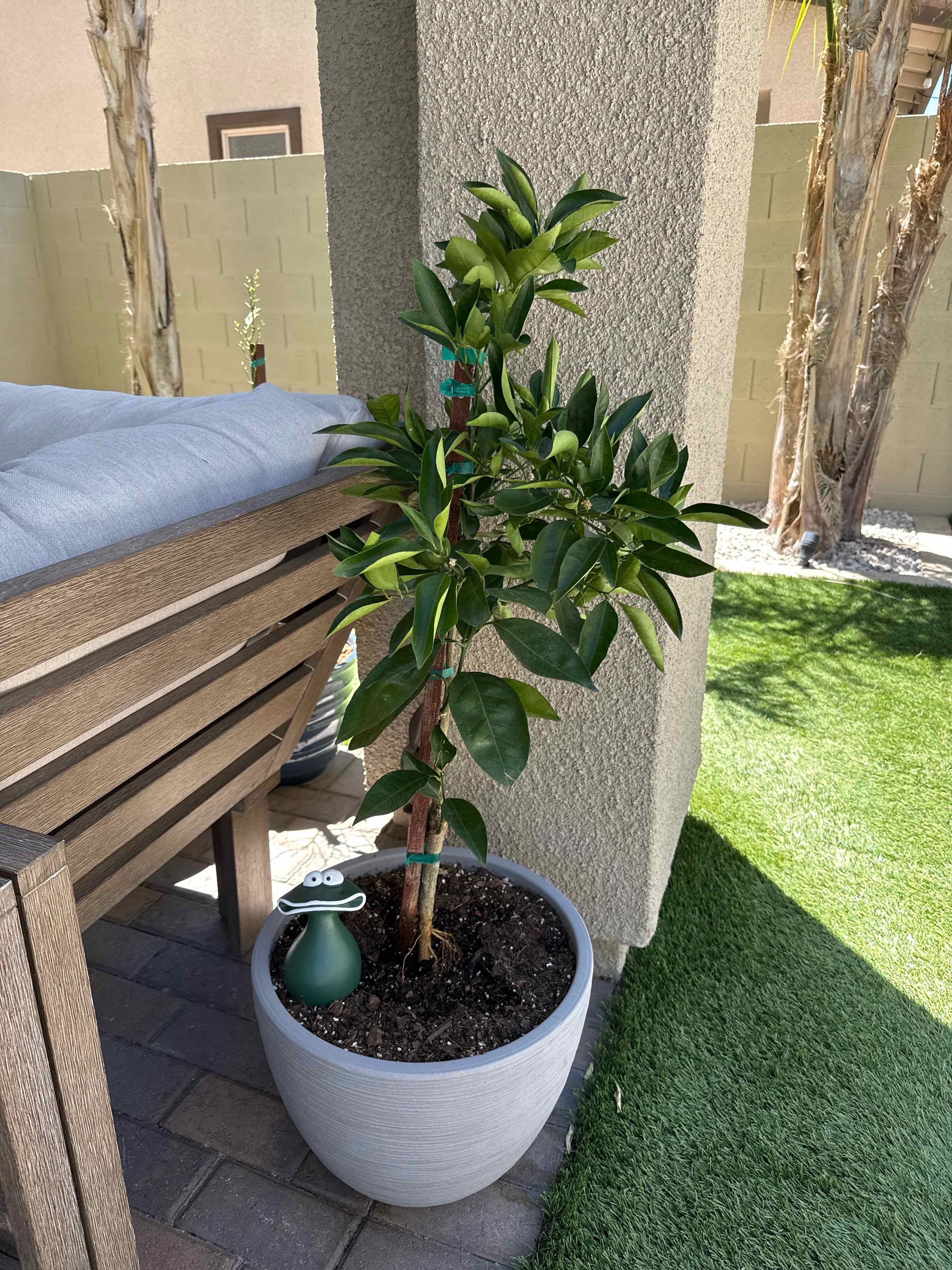 Photo of the plant species Navel Orange by @LeadWhitepoplar named Terra on Greg, the plant care app