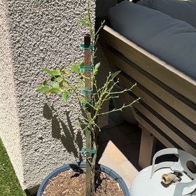 Photo of the plant species Mexican Lime by @LeadWhitepoplar named Rosa on Greg, the plant care app