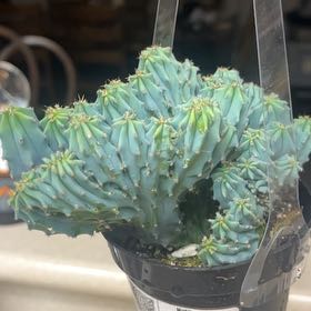 Photo of the plant species Myrtillocactus geometrizans f. cristata 'Indigo Wave' by @SageWildcabbage named Blue hello on Greg, the plant care app