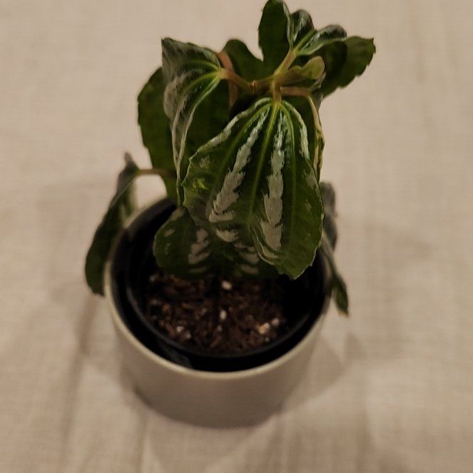 Photo of the plant species Variegated Aluminum Plant by @PoshBittermelon named Orwell on Greg, the plant care app
