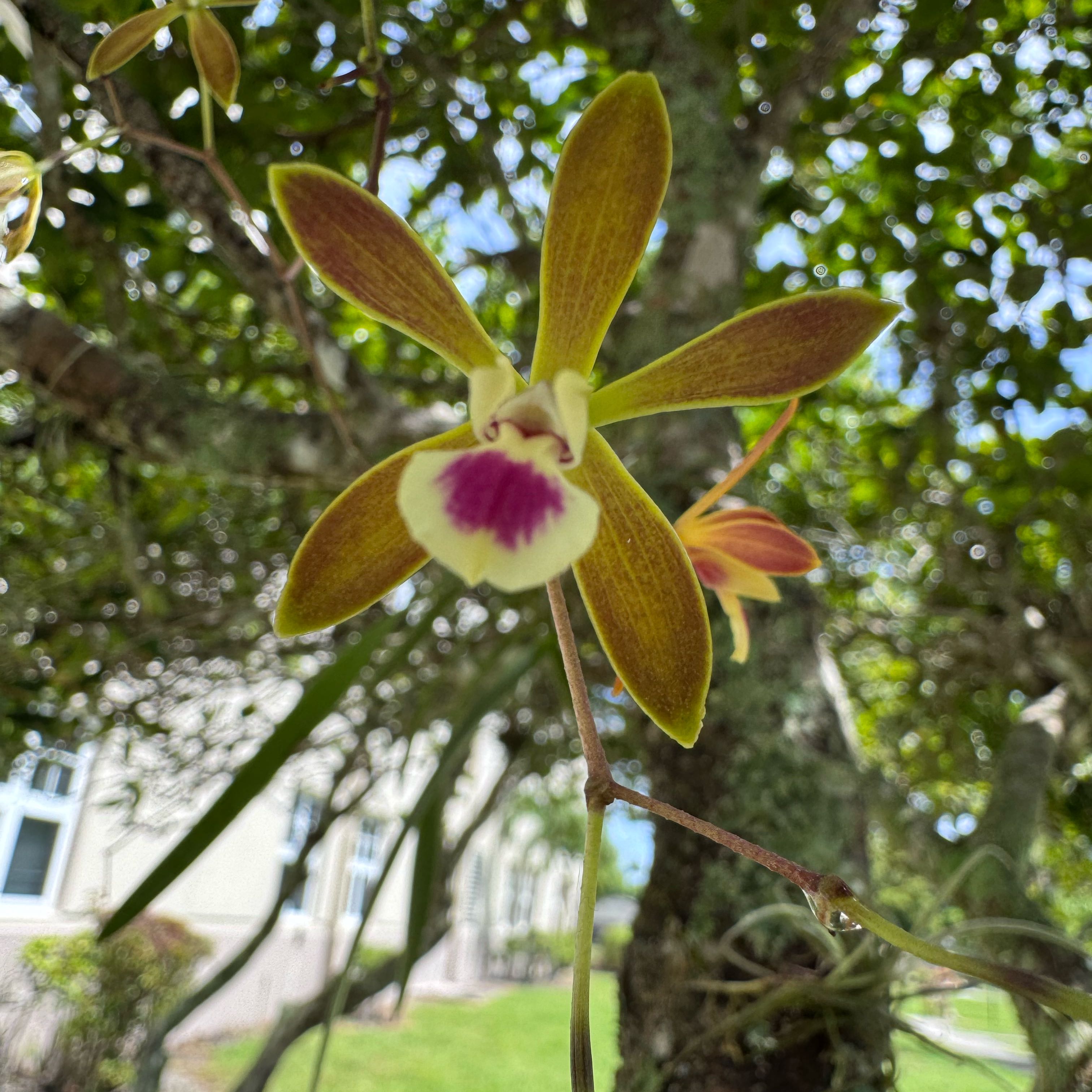 Photo of the plant species Tampa Butterfly Orchid by @PreparedRedfir named Gobi on Greg, the plant care app