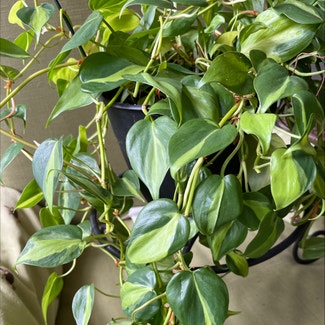 Philodendron Brasil plant in Savannah, Georgia