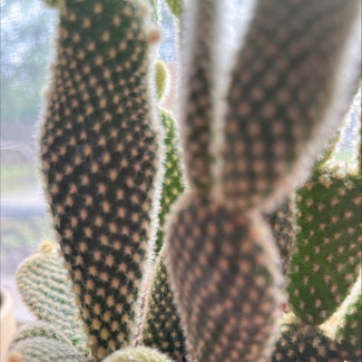 Bunny Ears Cactus plant in Savannah, Georgia