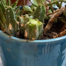 Photo of the plant species Blue Torch Cactus by @Sunshine_1303 named Chalbi on Greg, the plant care app