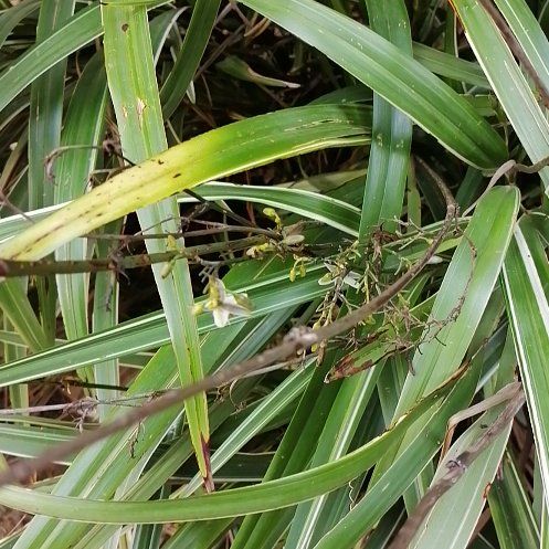 Photo of the plant species Mountain Flax by @ElderJadeplant named Terra on Greg, the plant care app