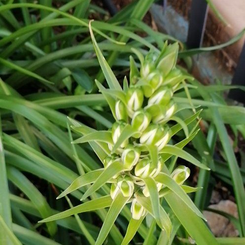 Photo of the plant species Portuguese Squill by @ElderJadeplant named Remington on Greg, the plant care app