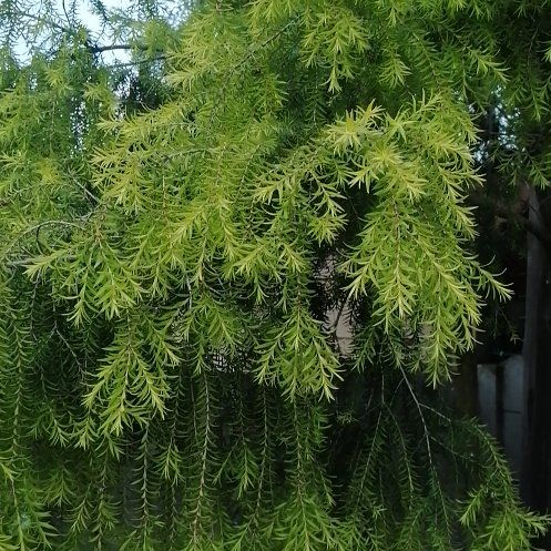 Photo of the plant species Wandering Heath by @ElderJadeplant named Hamilton on Greg, the plant care app