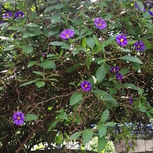 Photo of the plant species Blue Potato Bush by @ElderJadeplant named Pax on Greg, the plant care app