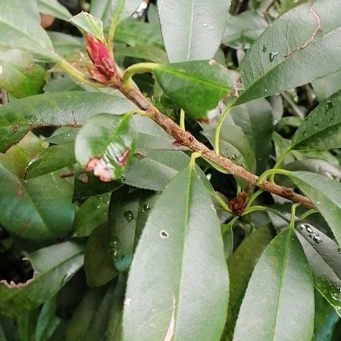 Photo of the plant species Taiwanese Photinia by @ElderJadeplant named Cleopatra on Greg, the plant care app