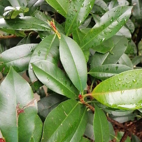 Photo of the plant species Taiwanese Photinia by @ElderJadeplant named Sherlock on Greg, the plant care app