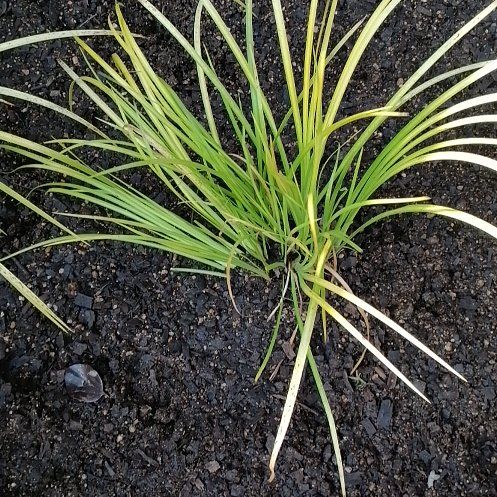 Photo of the plant species Chinese Chives by @ElderJadeplant named Aria on Greg, the plant care app
