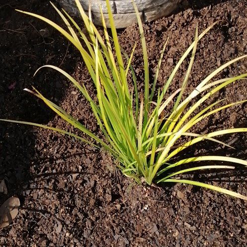 Photo of the plant species Our Lord's Candle by @ElderJadeplant named Tupot amaroot on Greg, the plant care app