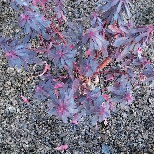 Photo of the plant species Blue Leadwood by @ElderJadeplant named Sonora on Greg, the plant care app
