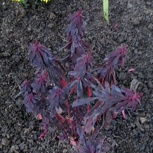 Photo of the plant species Northern Willowherb by @ElderJadeplant named Clooney on Greg, the plant care app