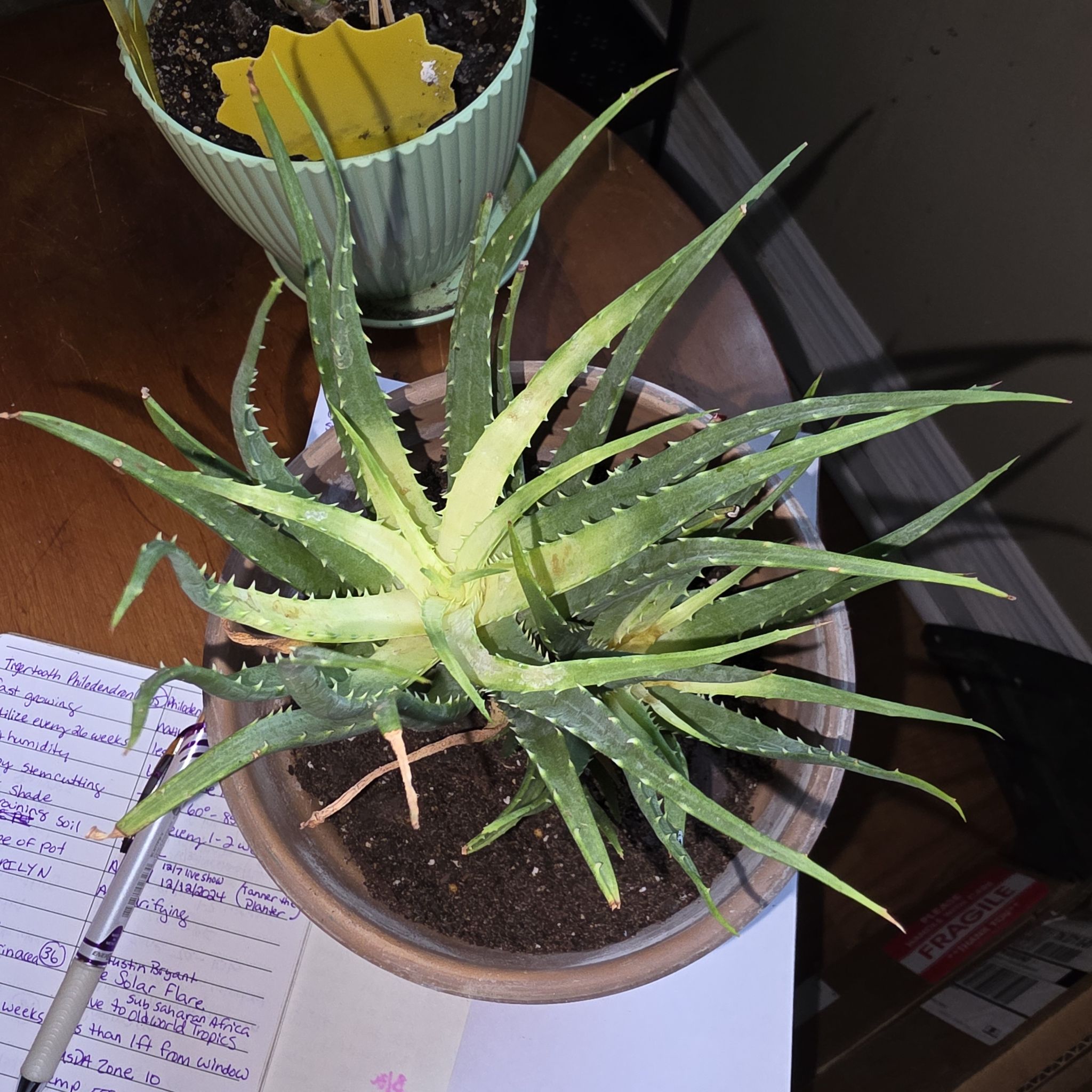Photo of the plant species Aloe humilis x erinacea by @ZestyWaxflower named Osmo on Greg, the plant care app