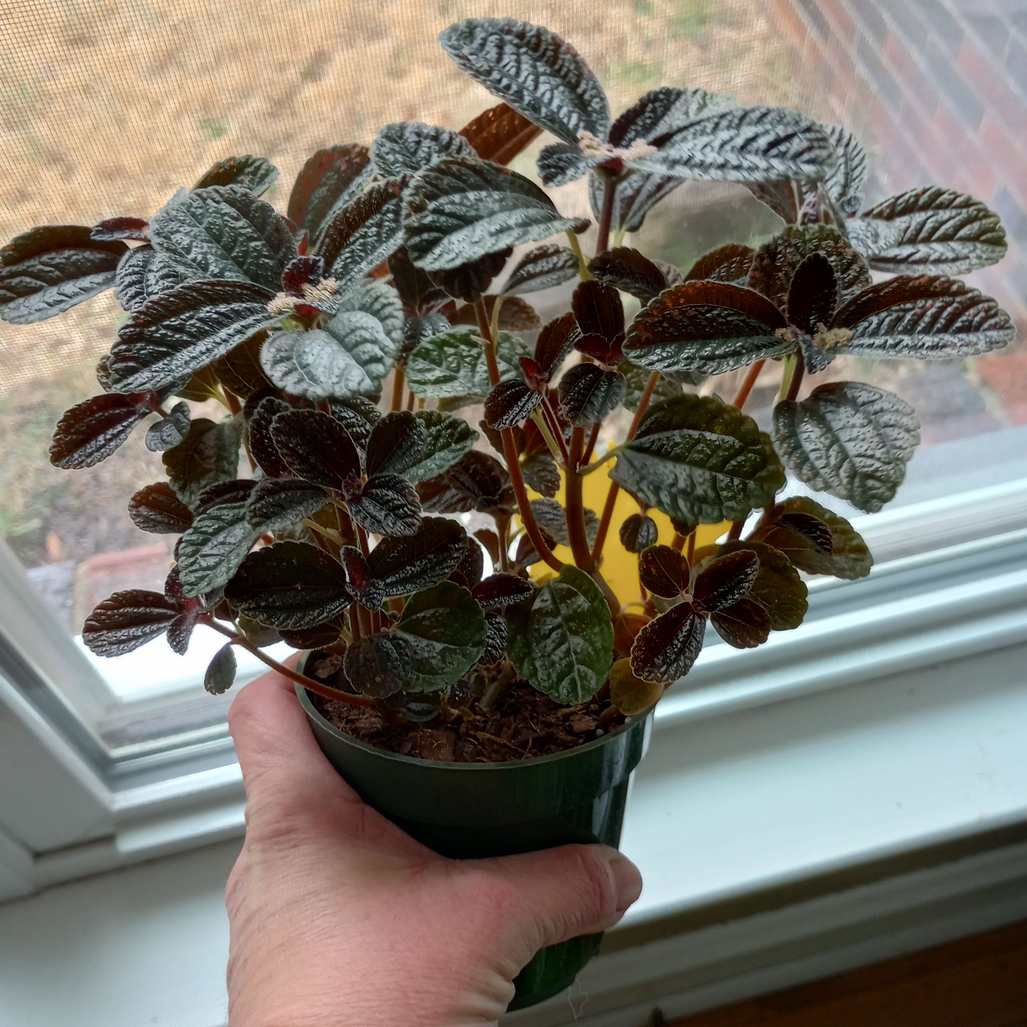 Photo of the plant species Chocolate Pilea by @ZestyWaxflower named Hershey on Greg, the plant care app