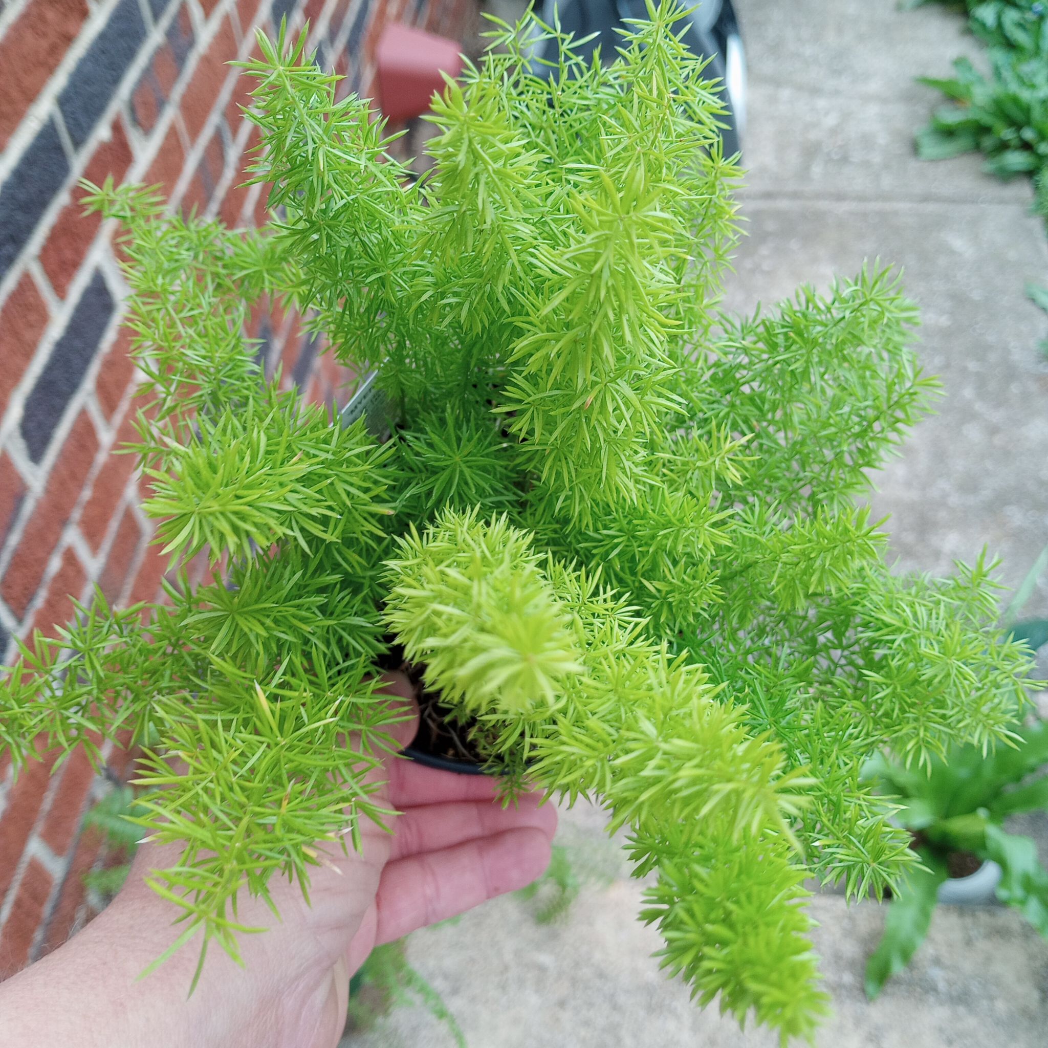 Photo of the plant species Myers Asparagus Fern by @ZestyWaxflower named Bob on Greg, the plant care app