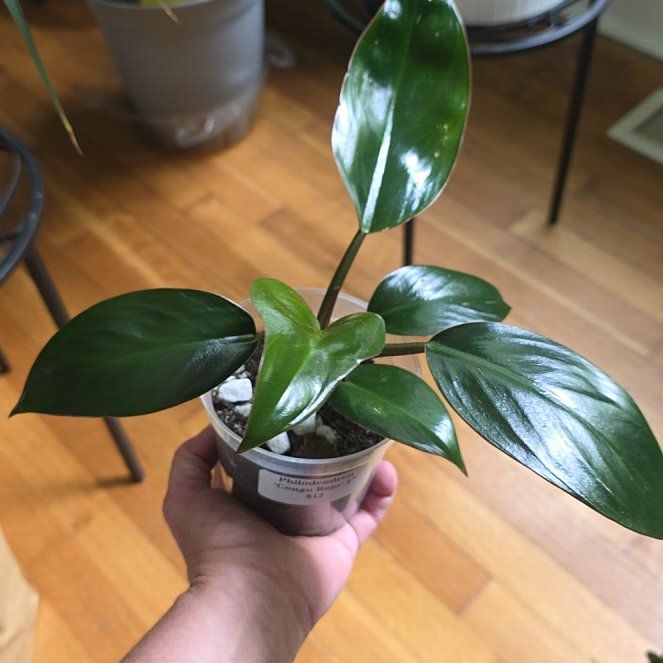 Photo of the plant species Philodendron 'Congo Rojo' by @ZestyWaxflower named Mollie on Greg, the plant care app