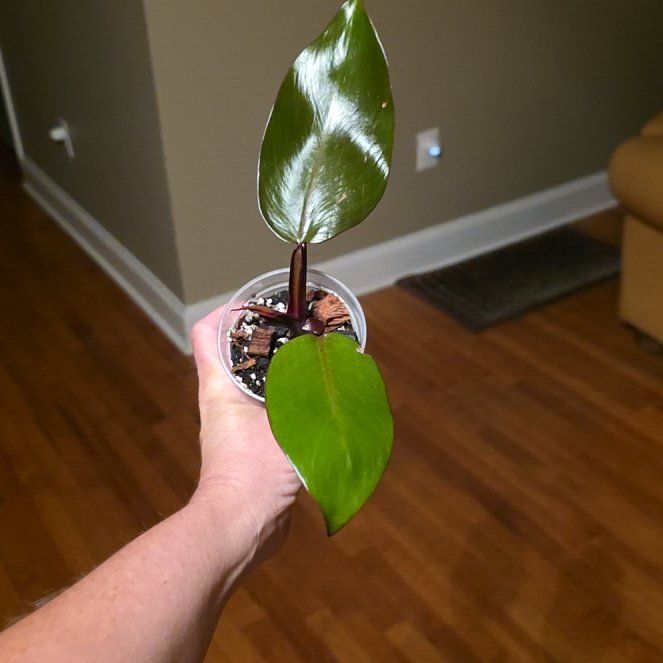 Photo of the plant species Philodendron Prince of Red by @ZestyWaxflower named Sol on Greg, the plant care app