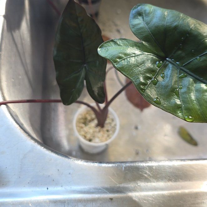 Photo of the plant species Alocasia Black Stem Variegated by @ZestyWaxflower named Gomez on Greg, the plant care app