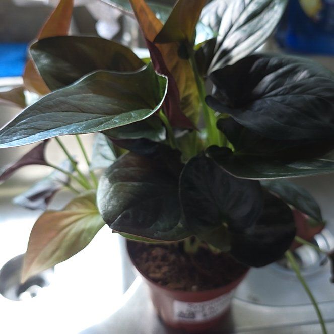 Photo of the plant species Syngonium Erythrophyllum by @ZestyWaxflower named Fernie Mac on Greg, the plant care app