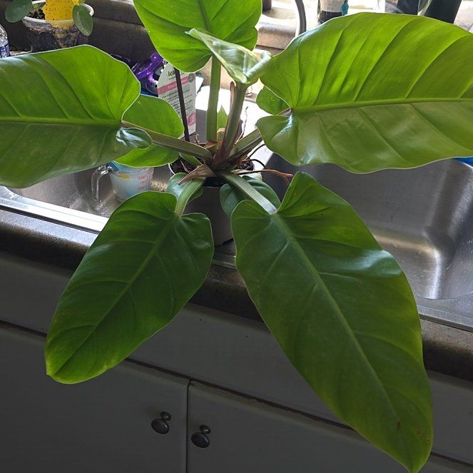 Photo of the plant species Philodendron Golden Melinonii by @ZestyWaxflower named Navajo on Greg, the plant care app
