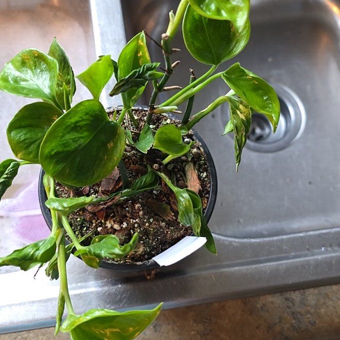 Photo of the plant species Epipremnum 'Shangri-La' by @ZestyWaxflower named Sir Plancelot on Greg, the plant care app
