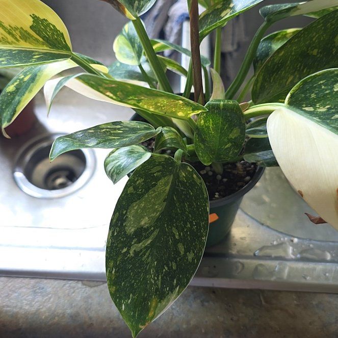 Photo of the plant species Philo Green Congo Nuclear by @ZestyWaxflower named Wall-E on Greg, the plant care app