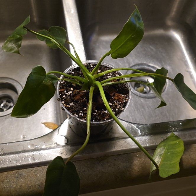 Photo of the plant species Philodendron Spiritus Sancti by @ZestyWaxflower named Ronaldo on Greg, the plant care app