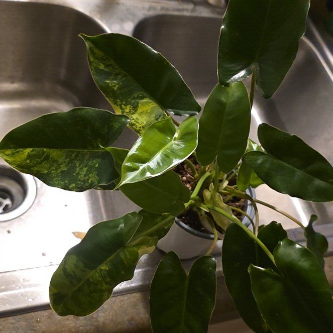 Photo of the plant species Philodendron Burle Marx by @ZestyWaxflower named Osmo on Greg, the plant care app