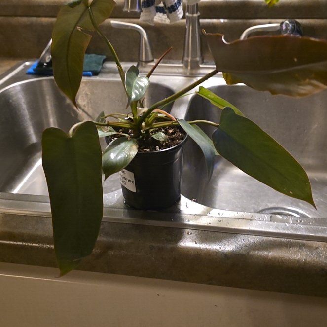 Photo of the plant species Philodendron atabapoense by @ZestyWaxflower named Bieber on Greg, the plant care app