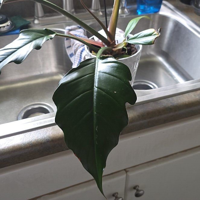 Photo of the plant species Philodendron Caramel Pluto by @ZestyWaxflower named Denali on Greg, the plant care app
