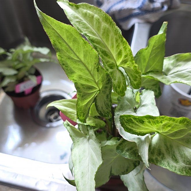 Photo of the plant species Syngonium Starlite by @ZestyWaxflower named Sol on Greg, the plant care app
