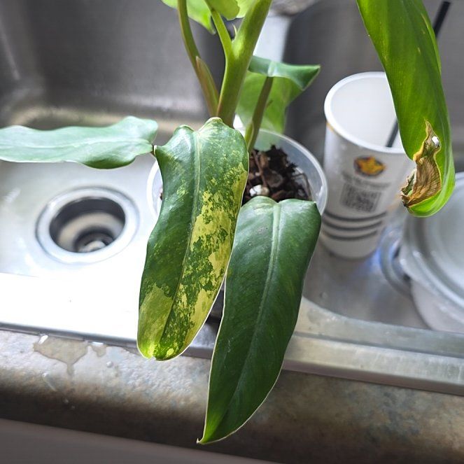 Photo of the plant species Philodendron Verigated Domesticum by @ZestyWaxflower named Queen on Greg, the plant care app