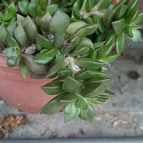 Photo of the plant species Anacampseros retusa by @RichWhiteknight named Cleopatra on Greg, the plant care app