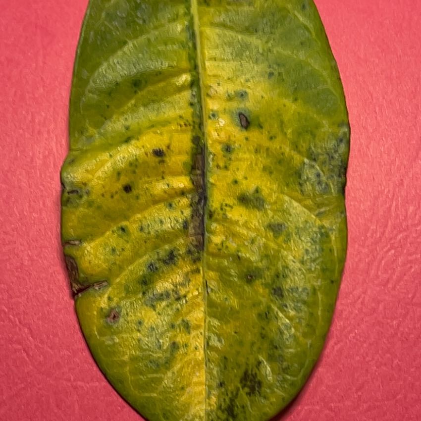 🥭 Why Are My Mango Leaves Droopy?