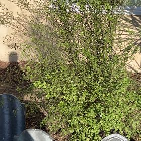 Photo of the plant species Pittosporum by @ClassicWeed83 named Muhammad Ali on Greg, the plant care app