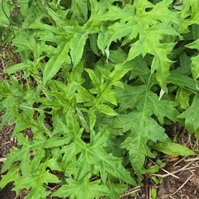 Photo of the plant species Eltrot by @SmileyOgresears named Rihanna on Greg, the plant care app
