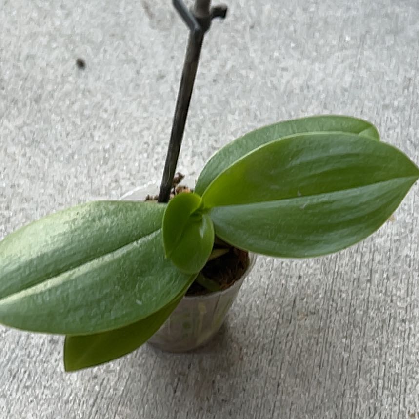 Photo of the plant species Cucumber Magnolia by @UberCheesebush named Marley on Greg, the plant care app