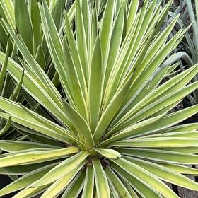 Photo of the plant species Caribbean Agave by @UberCheesebush named Ronaldo on Greg, the plant care app