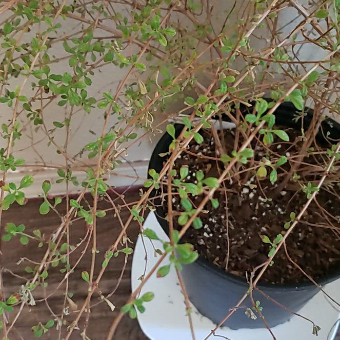 Photo of the plant species Dominican Oregano by @WhizbangFrithia named Dominicano on Greg, the plant care app
