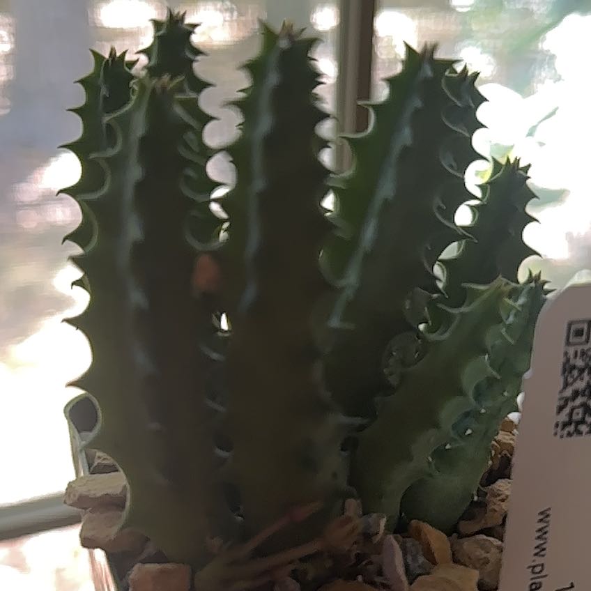 Photo of the plant species Huernia thuretii by @PotentPaparazzi named Leonardo on Greg, the plant care app