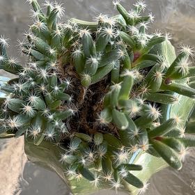 Photo of the plant species African Bonsai by @GladMeyerlemon named Ms. Elgah on Greg, the plant care app